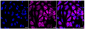 KD-Validated Anti-Integrin subunit alpha V Rabbit Monoclonal Antibody