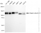 KD-Validated Anti-Integrin subunit alpha V Rabbit Monoclonal Antibody