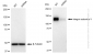 KD-Validated Anti-Integrin subunit alpha V Rabbit Monoclonal Antibody