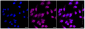 KD-Validated Anti-Janus kinase 1 Rabbit Monoclonal Antibody