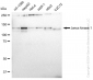 KD-Validated Anti-Janus kinase 1 Rabbit Monoclonal Antibody