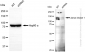 KD-Validated Anti-Janus kinase 1 Rabbit Monoclonal Antibody