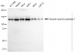 KD-Validated Anti-Ubiquitin specific peptidase 7 Rabbit Monoclonal Antibody