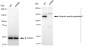 KD-Validated Anti-Ubiquitin specific peptidase 7 Rabbit Monoclonal Antibody