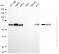KD-Validated Anti-ARAF Rabbit Monoclonal Antibody