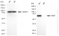 KD-Validated Anti-ARAF Rabbit Monoclonal Antibody