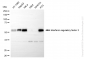 KD-Validated Anti-Interferon Regulatory Factor 3 Rabbit Monoclonal Antibody
