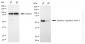 KD-Validated Anti-Interferon Regulatory Factor 3 Rabbit Monoclonal Antibody