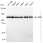 KD-Validated Anti-DDB1 Rabbit Monoclonal Antibody