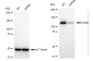 KD-Validated Anti-DDB1 Rabbit Monoclonal Antibody