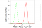 KD-Validated Anti-RAD51 Rabbit Monoclonal Antibody