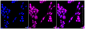 KD-Validated Anti-RAD51 Rabbit Monoclonal Antibody