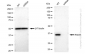 KD-Validated Anti-RAD51 Rabbit Monoclonal Antibody