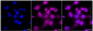 KD-Validated Anti-Caspase 3 Rabbit Monoclonal Antibody