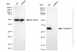KD-Validated Anti-Caspase 3 Rabbit Monoclonal Antibody