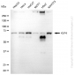 KD-Validated Anti-KLF Transcription Factor 4 Mouse Monoclonal Antibody