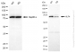 KD-Validated Anti-KLF Transcription Factor 4 Mouse Monoclonal Antibody