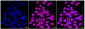 KD-Validated Anti-Cyclin dependent kinase 2 Rabbit Monoclonal Antibody