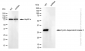 KD-Validated Anti-Cyclin dependent kinase 2 Rabbit Monoclonal Antibody