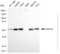 KD-Validated Anti-SRY-Box Transcription Factor 10 Rabbit Monoclonal Antibody
