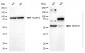 KD-Validated Anti-SRY-Box Transcription Factor 10 Rabbit Monoclonal Antibody