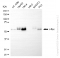 KD-Validated Anti-MYC Rabbit Monoclonal Antibody