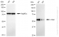 KD-Validated Anti-MYC Rabbit Monoclonal Antibody