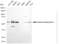 KD-Validated Anti-Histone Deacetylase 2 Mouse Monoclonal Antibody