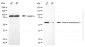 KD-Validated Anti-Histone Deacetylase 2 Mouse Monoclonal Antibody