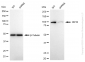 KD-Validated Anti-Membrane Metalloendopeptidase Rabbit Monoclonal Antibody