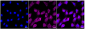 KD-Validated Anti-Malate dehydrogenase 2 Rabbit Monoclonal Antibody