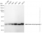 KD-Validated Anti-Malate dehydrogenase 2 Rabbit Monoclonal Antibody