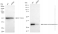 KD-Validated Anti-Malate dehydrogenase 2 Rabbit Monoclonal Antibody