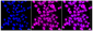 KD-Validated Anti-Transcription elongation factor A1 Rabbit Monoclonal Antibody