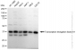 KD-Validated Anti-Transcription elongation factor A1 Rabbit Monoclonal Antibody