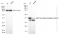 KD-Validated Anti-Transcription elongation factor A1 Rabbit Monoclonal Antibody