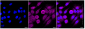 KD-Validated Anti-CDC42 Rabbit Monoclonal Antibody