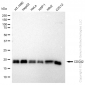 KD-Validated Anti-CDC42 Rabbit Monoclonal Antibody