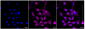 KD-Validated Anti-STUB1 Rabbit Monoclonal Antibody