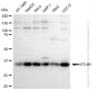KD-Validated Anti-STUB1 Rabbit Monoclonal Antibody