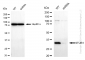 KD-Validated Anti-STUB1 Rabbit Monoclonal Antibody