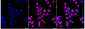 KD-Validated Anti-RACK1 Rabbit Monoclonal Antibody