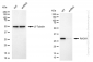 KD-Validated Anti-RACK1 Rabbit Monoclonal Antibody