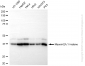 KD-Validated Anti-MacroH2A.1 Histone Rabbit Monoclonal Antibody