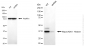 KD-Validated Anti-MacroH2A.1 Histone Rabbit Monoclonal Antibody