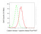 KD-Validated Anti-CSNK1E mouse monoclonal antibody