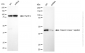 KD-Validated Anti-CSNK1E mouse monoclonal antibody
