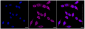 KD-Validated Anti-Carbamoyl-phosphate synthase 1 Rabbit Monoclonal Antibody