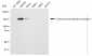 KD-Validated Anti-Carbamoyl-phosphate synthase 1 Rabbit Monoclonal Antibody