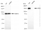 KD-Validated Anti-Carbamoyl-phosphate synthase 1 Rabbit Monoclonal Antibody